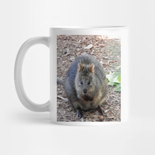 Quokka Mug